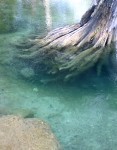 tree roots in water Trees rooted deeply - Photo by Margo Searls-Begy