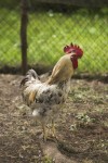 backyard chickens for eggs Even a small backyard chicken flock can produce many eggs.