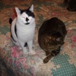 Feline Immunodeficiency Virus (FIV) in Cats