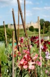 1196751_sweet_peas