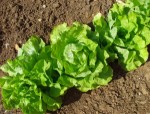 1307757_lettuce michaelaw