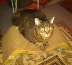 feng-shui-for-pets Feng Shui for Pets
