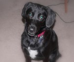 Protect Your Family From Contagious Pet Diseases