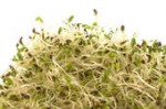 Sprouts are loaded with nutrients.