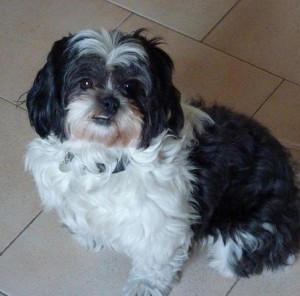Heartworm prevention medicine should be considered a necessity for all dogs.