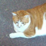 Hookworms in Dogs, Cats and People