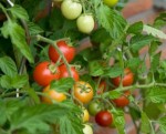 1213502_tomatoes_on_a_bush