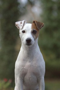 Pyometra is a severe, life-threatening uterine infection that can occur in dogs and cats.
