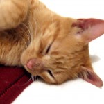 cat alvimann 500