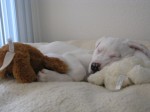 Create a financial pet plan and consider pet insurance to protect your pup and your wallet from unexpected vet bills.