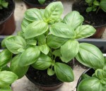 Basil Genovese Basil Herb