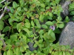 Mentha Arvensis A type of Mint