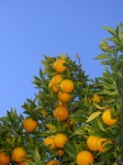 Orange Tree Orange Fruits in a Tree