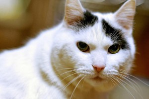 Feline Supplements: Taurine for Cats