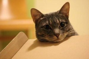 Cat Supplements for Feline Heart Disease