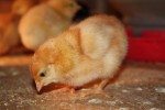 red baby chicks There are several little buff or red chicks in the mixed layers.