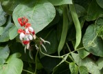 Beans in the garden, delicious and easy to grow. Photo by Martyn E. Jones
