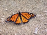 The Butterfly: A Beneficial Pollinator. Image from Wayne Brown at Stock Exchange.