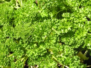 Parsley: the Curly Leaf Variety