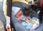 Dog and Baby