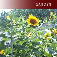 UTH Garden Sunflowers
