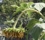 Water Sunflower Cropped Drooping Wilty Water Sunflower Cropped Drooping Wilty