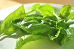 Basil Fresh Basil