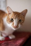 Feline Behavior Problems and Behavior Modification in Cats Feline Behavior Problems and Behavior Modification in Cats