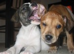 Early Socialization for Puppies Early Socialization for Puppies