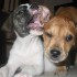 Early Socialization for Puppies