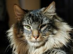 Blocked Cats and Feline Lower Urinary Tract Disease (FLUTD) Blocked Cats and Feline Lower Urinary Tract Disease (FLUTD)