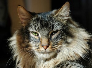 Blocked Cats and Feline Lower Urinary Tract Disease (FLUTD)