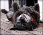 Pet Loss: Grieving the Death of Your Pet Pet Loss: Grieving the Death of Your Pet