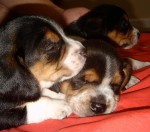 Treatment of Diarrhea in Puppies Treatment of Diarrhea in Puppies