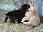 Common Causes of Diarrhea in Puppies Common Causes of Diarrhea in Puppies