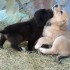 Common Causes of Diarrhea in Puppies