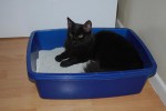 Cat Who Pees Outside of Litter Box Cat Who Pees Outside of Litter Box