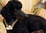 Seizures in Dogs and Cats Seizures in Dogs and Cats
