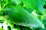 UTH_cukes1