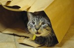 Feline Heartworms and Heartworm Disease