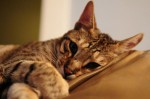 Ear Mites in Dogs and Cats