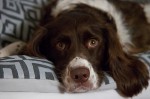 Canine Heartworms and Heartworm Disease