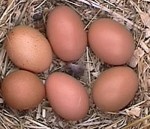 ADHD Diet Plan, Photo Courtesy of Morgan Leigh Morgan, Wikimedia Commons ADHD Diet Plan