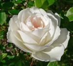 Valentine's Day Gift Ideas for Her, photo courtesy of Stan Shebs, Wikimedia Commons
