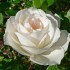 Valentine's Day Gift Ideas for Her, photo courtesy of Stan Shebs, Wikimedia Commons