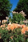 english musk rose english musk rose