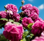 english alba roses english alba roses