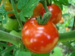 http://www.sxc.hu/photo/987854