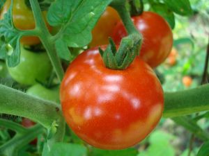 How to Grow Tomatoes