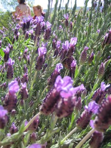 Photo Credit to psd on Flickr CreativeCommons